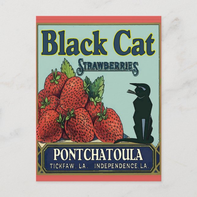Schwarze Katze, Pontchatoula Erdbeeren Postkarte (Vorderseite)