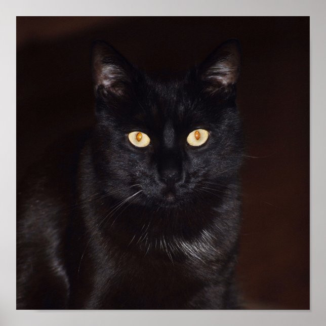 Schwarze Katze Poster (Vorne)