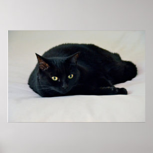 Schwarze Katze Poster