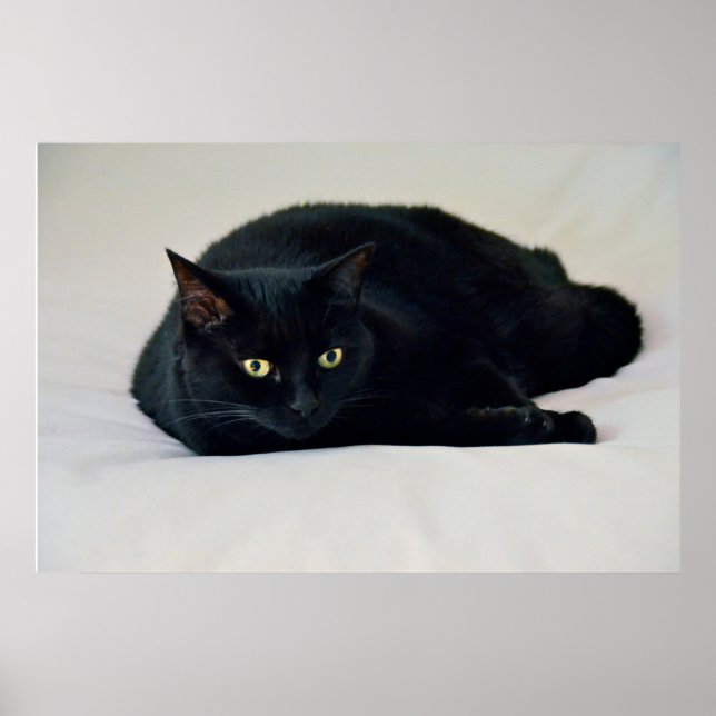 Schwarze Katze Poster (Vorne)