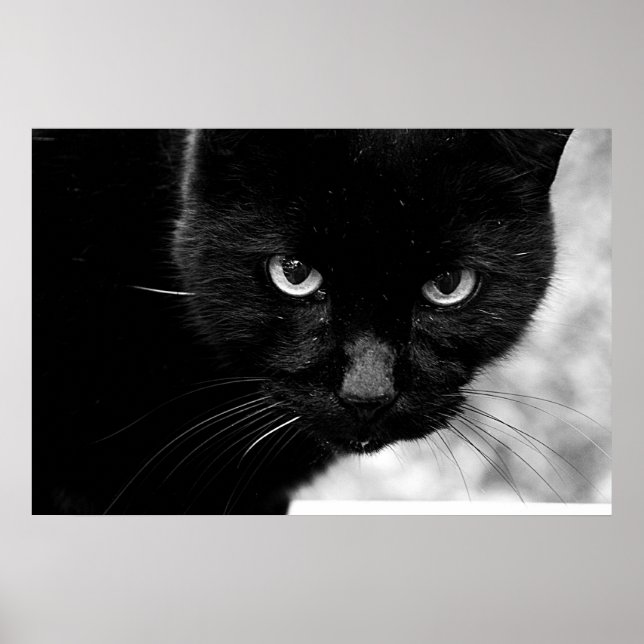 Schwarze Katze Poster (Vorne)