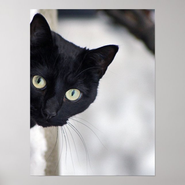 Schwarze Katze Poster (Vorne)