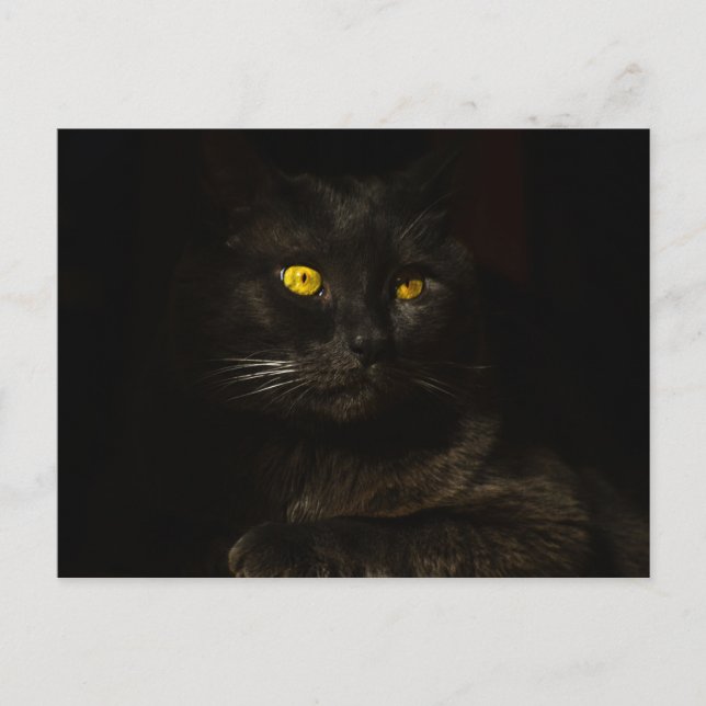 Schwarze Katze - Postkarte (Vorderseite)