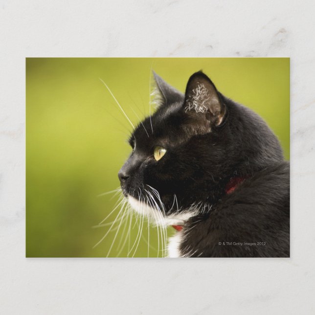 Schwarze Katze Postkarte (Vorderseite)