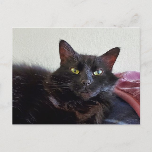 Schwarze Katze Postkarte (Vorderseite)
