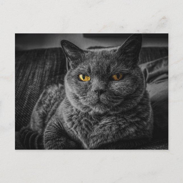 Schwarze Katze Postkarte (Vorderseite)