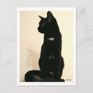 Schwarze Katze Postkarte