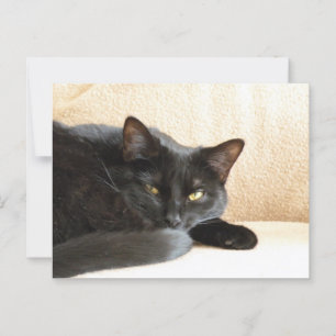 Schwarze Katze Postkarte