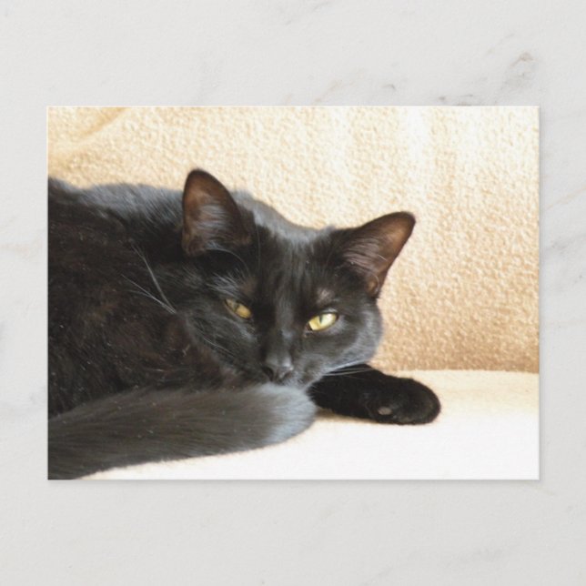 Schwarze Katze Postkarte (Vorderseite)