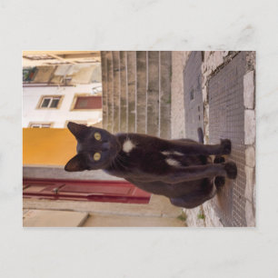 Schwarze Katze Postkarte