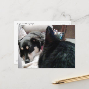 Schwarze Katze schaut auf schlafenden Hund Postkarte