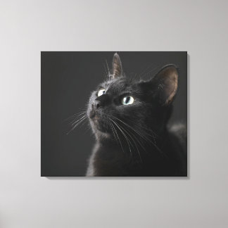 Schwarze Katze vor schwarzem Hintergrund, nah-up Leinwanddruck