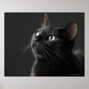 Schwarze Katze vor schwarzem Hintergrund, nah-up Poster