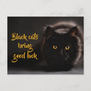Schwarze Katzen bringen Viel Glück/ Personalisiert Postkarte