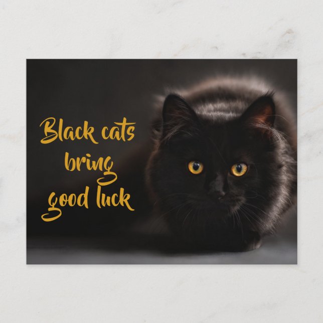 Schwarze Katzen bringen Viel Glück/ Personalisiert Postkarte (Vorderseite)