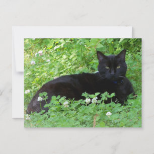 Schwarze Katzen, die in Clover Cat Lovers liegen Postkarte