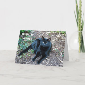 Schwarze Katzen-Geburtstags-Karte 1 Karte