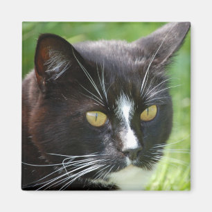 Schwarze Katzen-Magnet Magnet