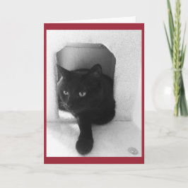Schwarze Katzen-Weihnachtskarte Feiertagskarte