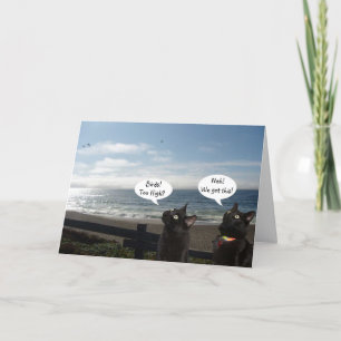 Schwarze Katzen Wollend Vogelschutzkarte Karte