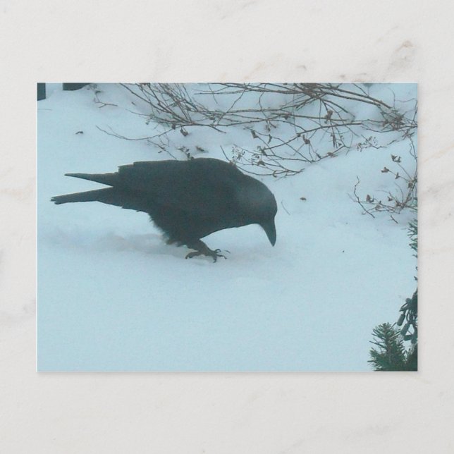 Schwarze Klaue im Winter Postkarte (Vorderseite)