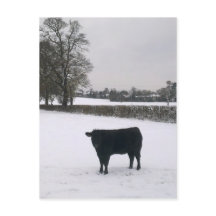 Schwarze Kuh im Schnee Postkarte