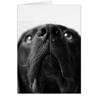 Schwarze Labrador-Nase nah