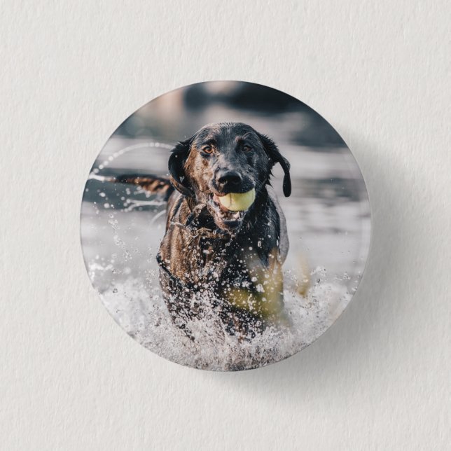 Schwarze Labrador-Plays holen Wasser Button (Vorderseite)