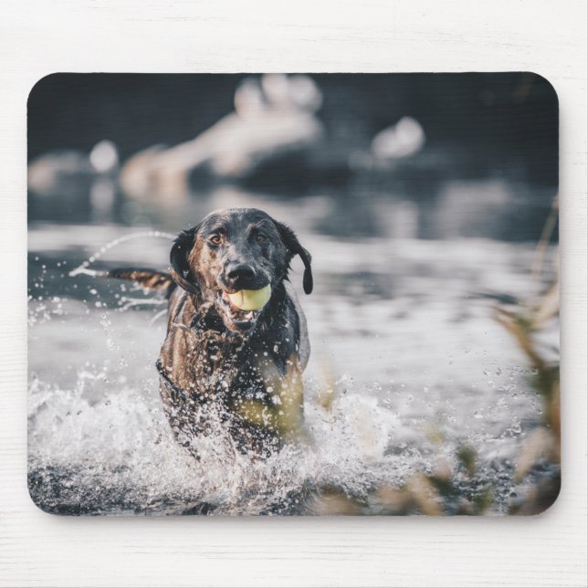 Schwarze Labrador-Plays holen Wasser Mousepad (Vorne)