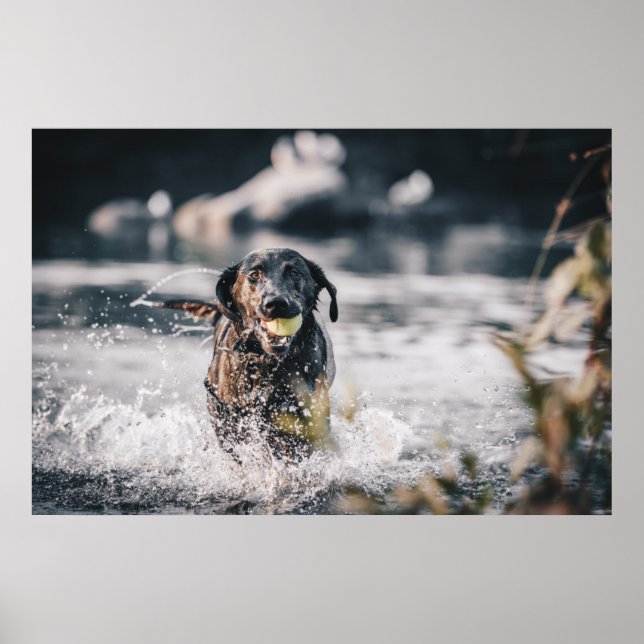 Schwarze Labrador-Plays holen Wasser Poster (Vorne)