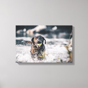 Schwarze Labrador-Plays in Wasser Leinwanddruck