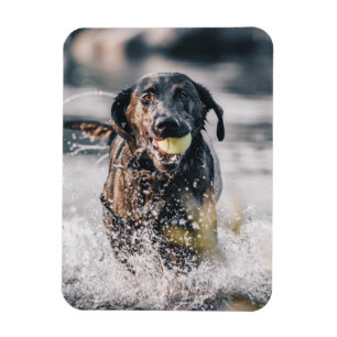 Schwarze Labrador-Plays in Wasser Magnet
