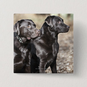 Schwarze Labrador-Retriever Button