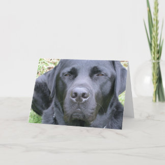 Schwarze Labrador Retriever Dog Grußkarte Karte