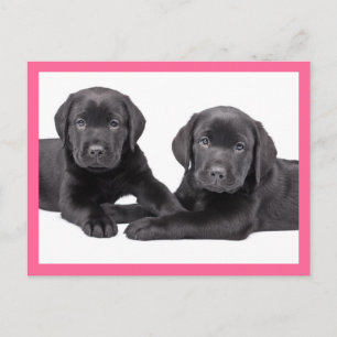 Schwarze Labrador Retriever Welpen-Hund-Postkarte Postkarte