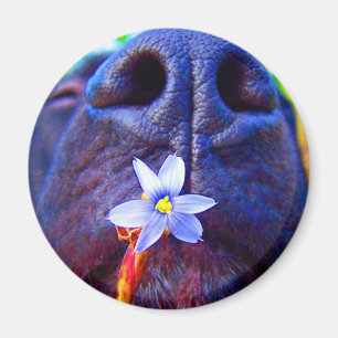 Schwarze Labradormischungsnase, kleines lila Magnet