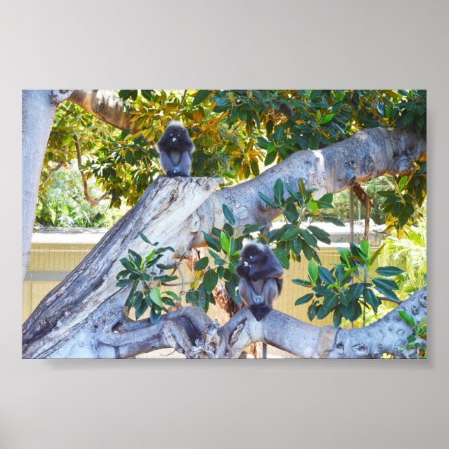 Schwarze Langur-Affen essen, Poster (Vorne)