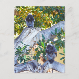 Schwarze Langur-Affen essen, Postkarte