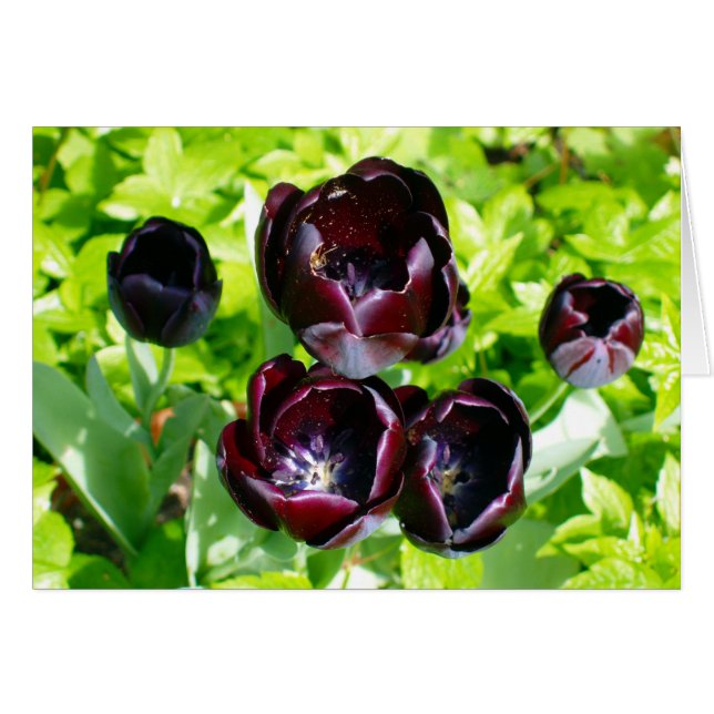 Schwarze Lila Tulips aus Holland Foto (Vorderseite (Horizontal))