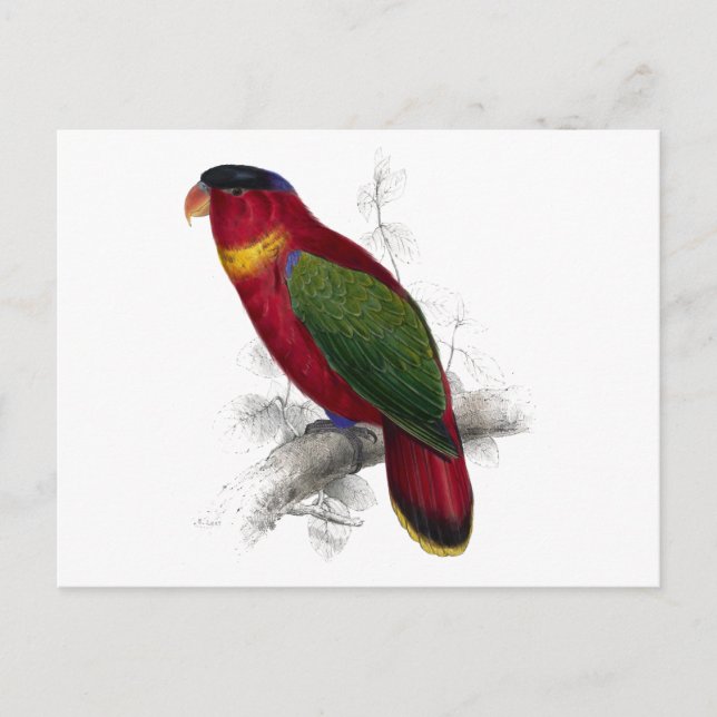 Schwarze Lory von Edward Lear Postkarte (Vorderseite)