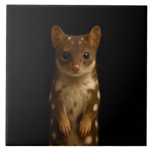 Schwarze Luxus-Kachel 4 mit Sweet Quoll Fliese