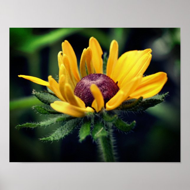 Schwarze Mit Augen Susan Blume Entfaltung Poster (Vorne)