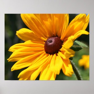 Schwarze Mit Augen Susan-Blume im Sonnenschein Poster