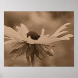 Schwarze Mit Augen Susan Daisy Blume in Vintager S Poster