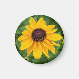 Schwarze Mit Augen Susan Hübsch sitzen Magnet