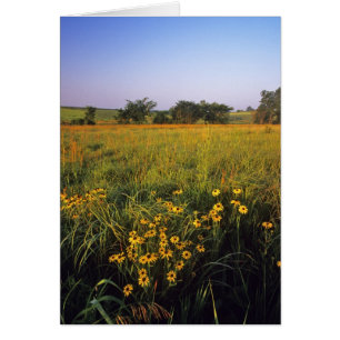 Schwarze mit Augen Susans in der Hochgrasprarie be