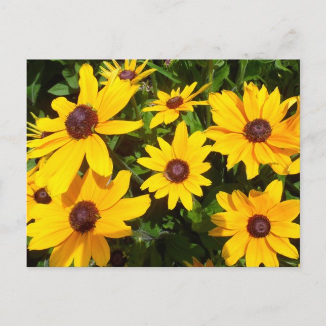 Schwarze Mit Augen Susans - Rudbeckias Postkarte (Vorderseite)
