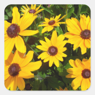 Schwarze Mit Augen Susans - Rudbeckias Quadratischer Aufkleber