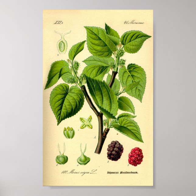 Schwarze Mulberry (Morus nigra) Poster (Vorne)