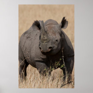 Schwarze Nashorn Starren-Unten Poster